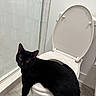 black_cat, cat, toilet, bathroom, glass_shower_door, tile_floor, white_toilet, pet, animal, curious, amber_eyes, feline, indoor, clean, modern, resting, looking, fur, whiskers, shadow