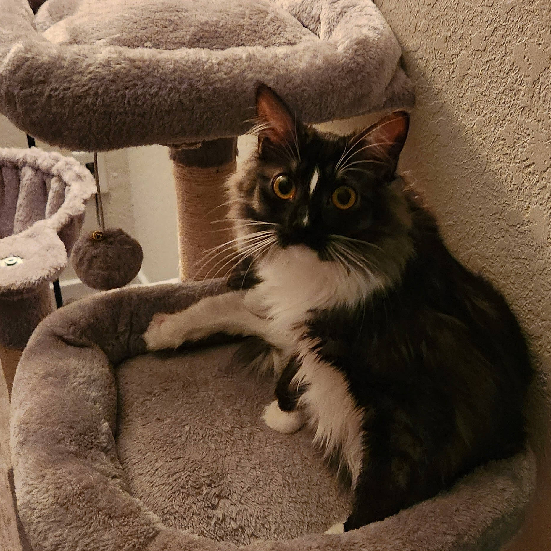 Andi is registered to the contest to win money with this photo: box, carnivore, cat, cat_supply, claw, comfort, domestic_short_haired_cat, felidae, fur, grey, linens, monochrome, monochrome_photography, paw, sitting, small_to_medium_sized_cats, snout, tail, whiskers, window