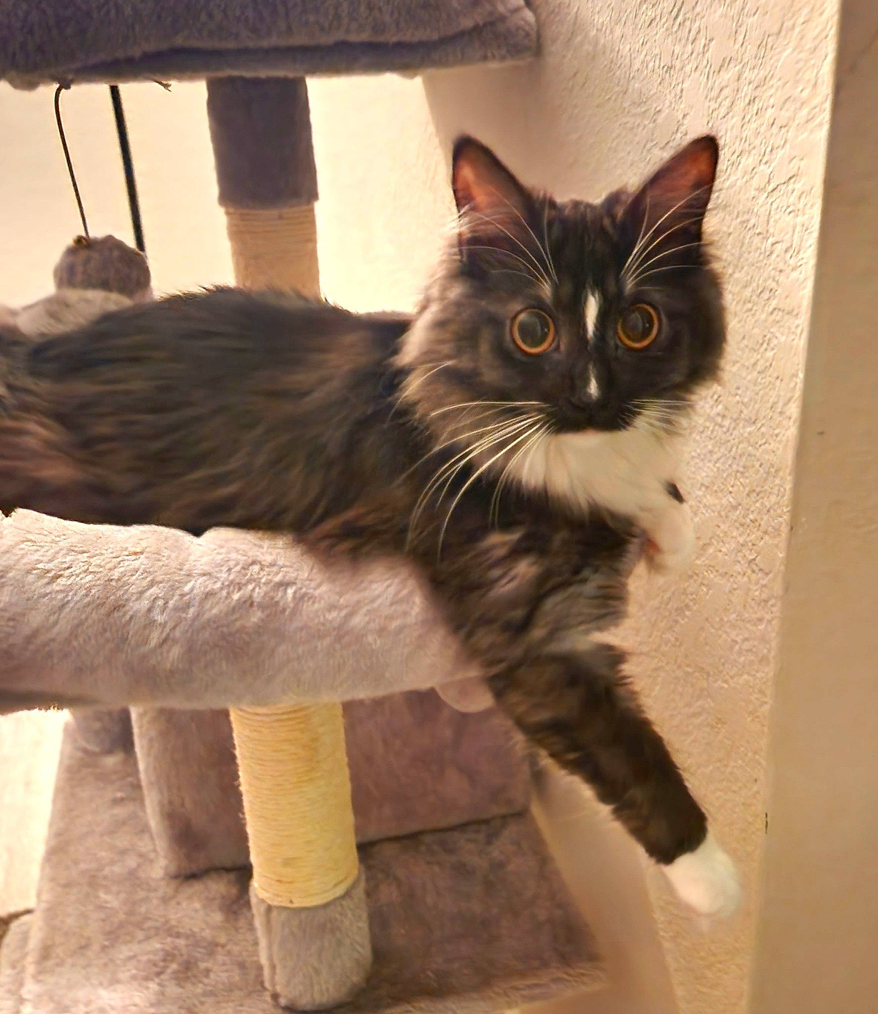 Andi is registered to the contest to win money with this photo: box, carnivore, cat, cat_supply, domestic_short_haired_cat, felidae, flooring, fur, grey, hardwood, human_leg, mammal, paw, small_to_medium_sized_cats, snout, tail, vertebrate, whiskers, window, wood