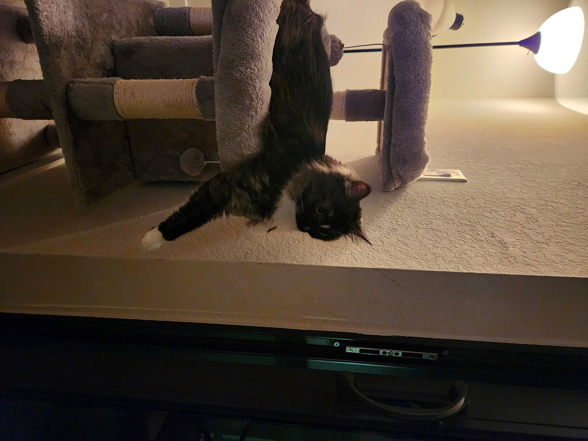 Andi joined the competition — help win amazing prizes! audio_equipment, auto_part, automotive_exterior, automotive_tire, cat, domestic_short_haired_cat, felidae, flooring, fur, hardwood, machine, room, shadow, small_to_medium_sized_cats, tail, tints_and_shades, vehicle_door, whiskers, window, wood