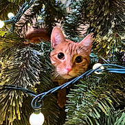 Humphrey joined the competition — help win amazing prizes! animal, branches, cat, christmas_tree, close_up, curious, cute, decorations, festive, fur, greenery, holiday, indoors, nature, orange_tabby, pet, pink_nose, string_lights, whiskers, wide_eyes