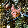animal, branches, cat, christmas_tree, close_up, curious, cute, decorations, festive, fur, greenery, holiday, indoors, nature, orange_tabby, pet, pink_nose, string_lights, whiskers, wide_eyes