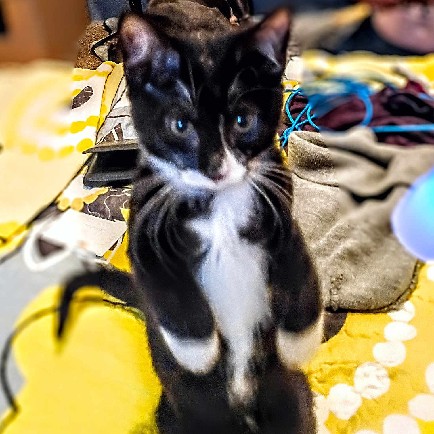 Kiki joined the competition — help win amazing prizes! animal, black, black_and_white, blanket, blurred, cat, clutter, domestic, furniture, household_items, indoor, pattern, paw, person, pet, standing, tail, whiskers, white, yellow