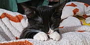 Kiki is registered to the contest to win money with this photo: animal, black_and_white, blanket, cat, close_up, comfort, cozy, cute, domestic_cat, fur, indoor, kitten, orange_spots, paws, pet, relaxation, resting, sleeping, soft, whiskers