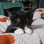 Kiki is registered to the contest to win money with this photo: kitten, cat, black_and_white, sleeping, paws, blanket, orange_spots, cozy, indoor, close_up, fur, pet, cute, whiskers, resting, soft, domestic_cat, animal, comfort, relaxation