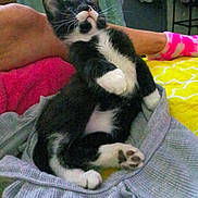 Kiki is registered to the contest to win money with this photo: kitten, cat, black_and_white, pet, animal, relaxing, blanket, bed, person, foot, socks, pink_socks, yellow_bedspread, indoor, feline, whiskers, paw, resting, cozy, curious