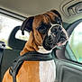 dog, boxer, pet, car_interior, harness, brown_coat, white_chest, seat, window, calm, portrait, canine, animal, indoors, transportation, side_view, looking_away, leisure, travel, domestic_animal
