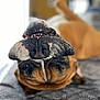 Boston a rejoint le concours — aidez-le/la à gagner de superbes lots ! dog, upside_down, lying_down, nose, teeth, close_up, brown_fur, black_nose, indoor, soft_surface, pet, cute, funny, animal, relaxed, home, portrait, snout, whiskers, playful