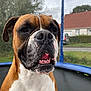 dog, boxer_dog, pet, animal, closeup, outdoor, trampoline, face, brown, white, fur, nature, grass, tree, house, sky, suburban, daylight, expression, tongue
