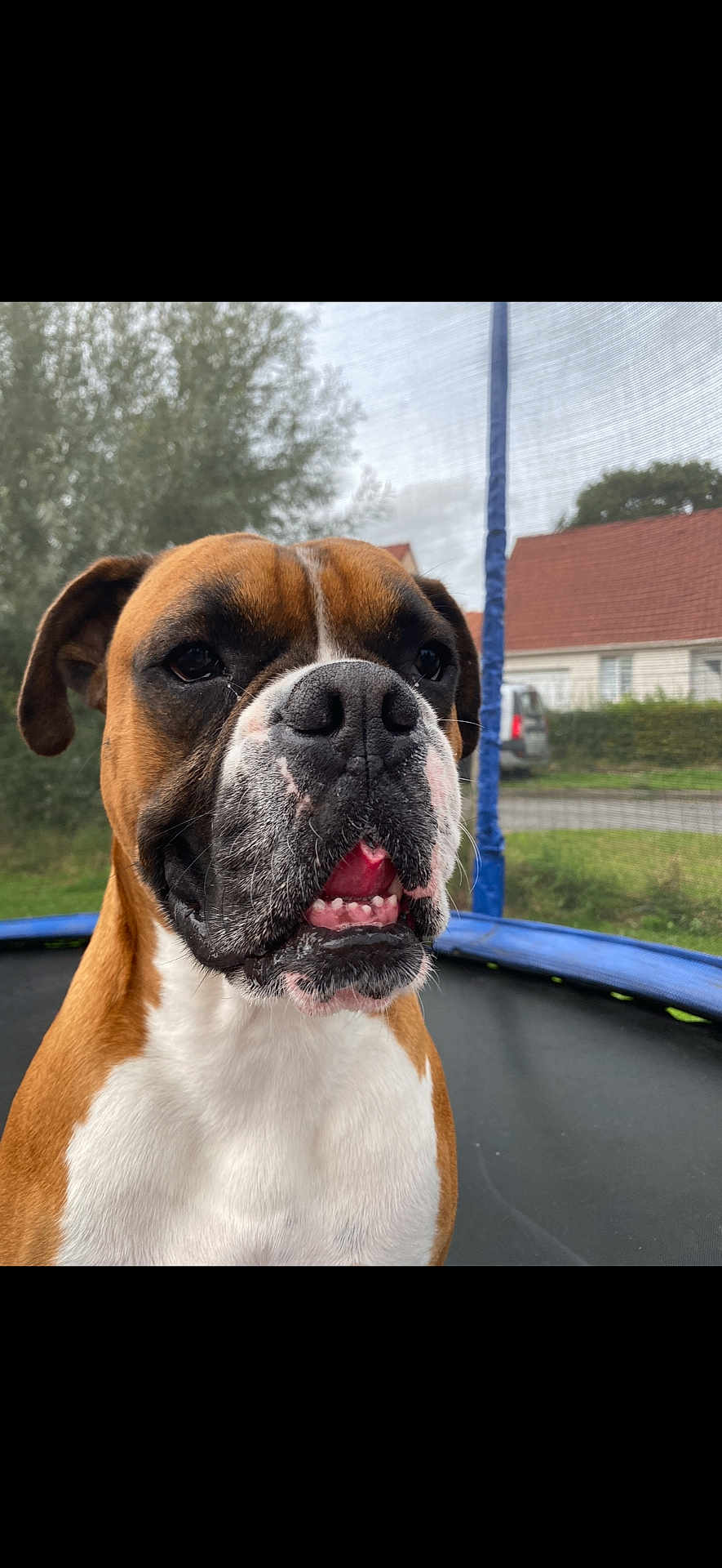 Boston participe au concours pour gagner de l'argent avec cette photo : dog, boxer_dog, pet, animal, closeup, outdoor, trampoline, face, brown, white, fur, nature, grass, tree, house, sky, suburban, daylight, expression, tongue