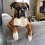 dog, boxer, couch, living_room, window, clock, television, wooden_wall, home, pet, animal, fur, indoor, relaxed, paw, face, ears, floor, furniture, blanket