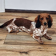 Bella joined the competition — help win amazing prizes! dog, brown, white, long_ears, speckled, wooden_floor, indoor, pet, canine, laying_down, looking_at_camera, relaxed, calm, fur, animal, domestic, flooring, closeup, companion, house