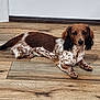 dog, brown, white, long_ears, speckled, wooden_floor, indoor, pet, canine, laying_down, looking_at_camera, relaxed, calm, fur, animal, domestic, flooring, closeup, companion, house