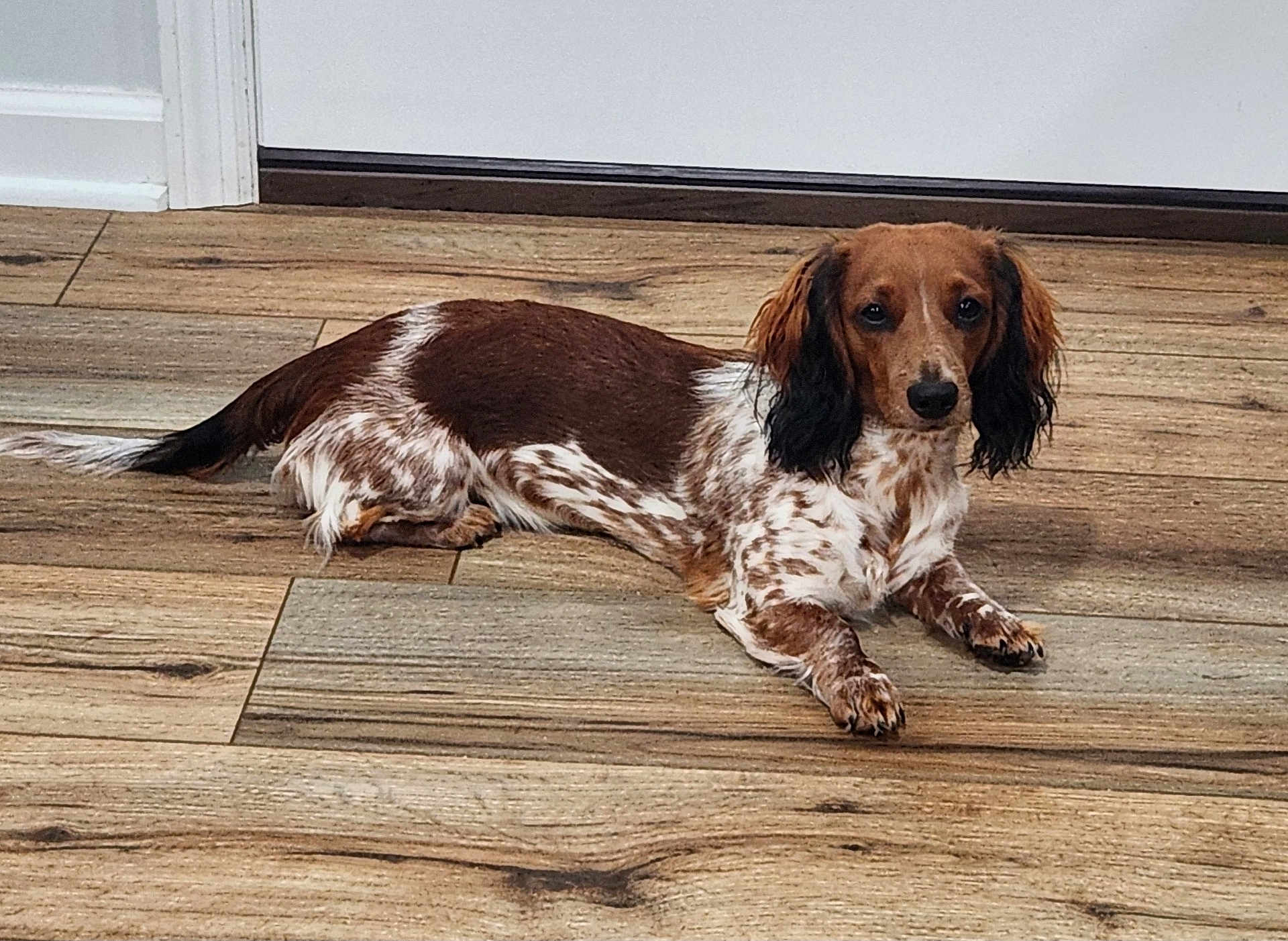 Bella