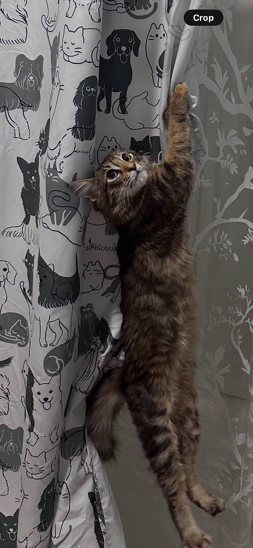 Lola joined the competition — help win amazing prizes! animal, cat, claws, climbing, closeup, curious, curtain, dog_drawings, ears, fabric, feline, illustration, indoor, pattern, pet, playful, stretching, tabby, tail, whiskers