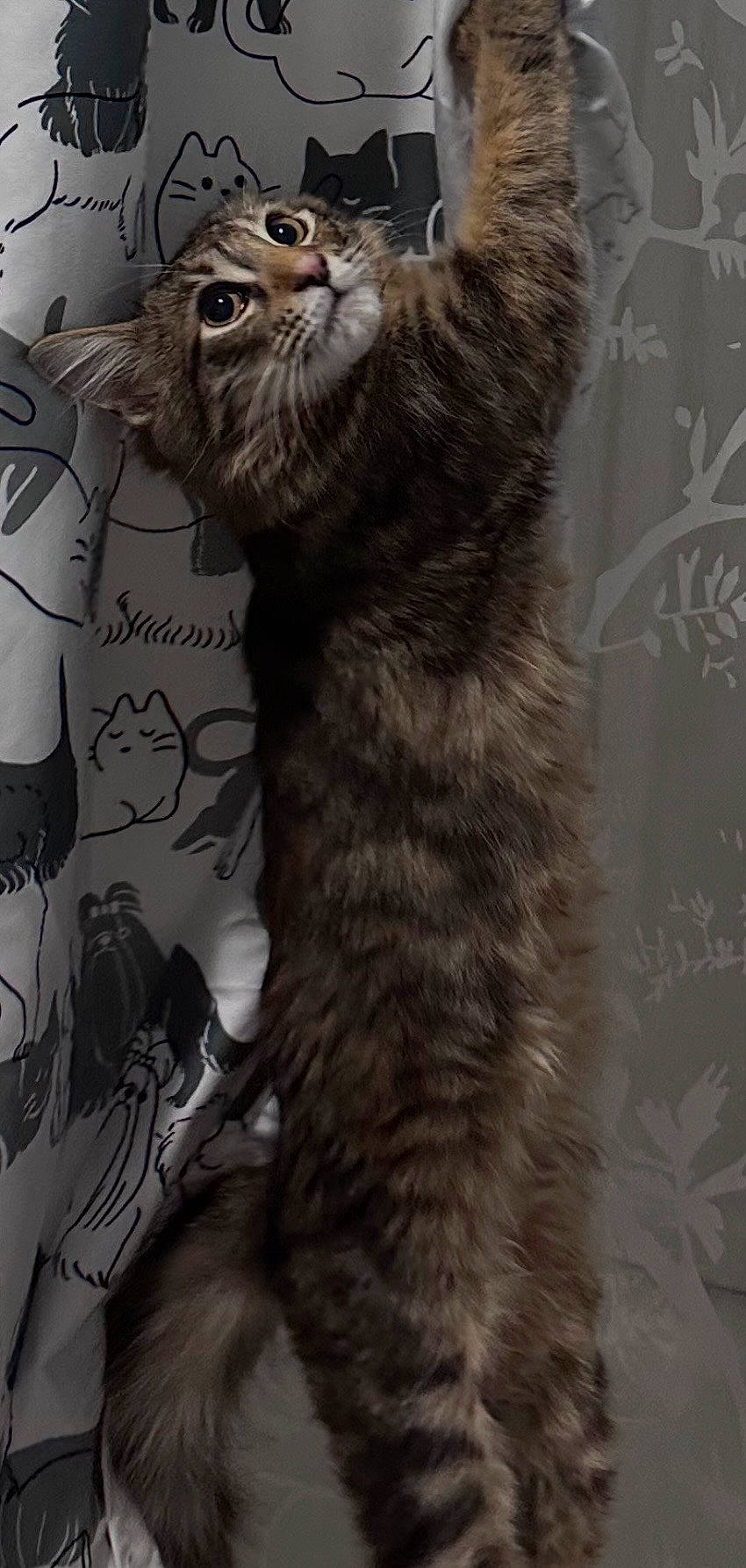 Lola is registered to the contest to win money with this photo: animal, cat, climbing, closeup, curious, curtain, cute, domestic_cat, ears, feline, fur, illustration, indoor, pattern, pet, playful, stretching, tabby, tail, whiskers