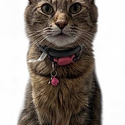 Lola is registered to the contest to win money with this photo: alert, animal, bell, cat, close_up, collar, cute, domestic_animal, ears, feline, fur, furry, indoor, looking, pet, pink, portrait, sitting, tabby_cat, whiskers