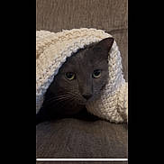 Pinky is registered to the contest to win money with this photo: cat, gray_cat, blanket, cozy, indoor, pet, feline, resting, cute, curious_eyes, soft_texture, couch, comfort, warm, animal, whiskers, ears, portrait, relaxing, snuggled