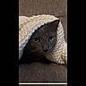 cat, gray_cat, blanket, cozy, indoor, pet, feline, resting, cute, curious_eyes, soft_texture, couch, comfort, warm, animal, whiskers, ears, portrait, relaxing, snuggled