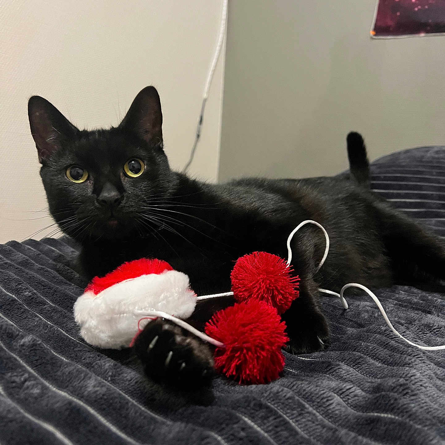 Saitama participe au concours pour gagner de l'argent avec cette photo : animal, bedroom, black_cat, blanket, cat, claw, close_up, cozy, curious, cute, domestic_animal, ears, feline, indoor, pet, playful, pom_pom, resting, toy, whiskers