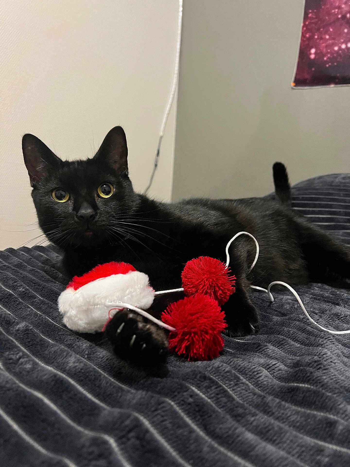 Saitama participe au concours pour gagner de l'argent avec cette photo : black_cat, cat, pet, animal, indoor, toy, pom_pom, blanket, curious, feline, whiskers, ears, claw, bedroom, resting, domestic_animal, close_up, playful, cute, cozy