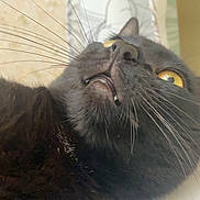 Saitama participe au concours pour gagner de l'argent avec cette photo : black_cat, close_up, whiskers, yellow_eyes, fangs, pet, animal, curious, feline, indoor, fur, face, looking_up, cute, domestic_cat, nose, ears, portrait, sleeping_area, soft_light