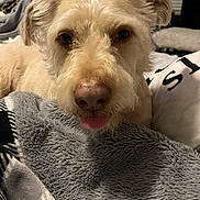 Maxx joined the competition — help win amazing prizes! dog, close_up, tongue_out, blanket, indoor, cozy, fur, cute, pet, animal, resting, bedroom, soft_texture, light_color, ears, snout, nose, comfort, domestic_animal, relaxed
