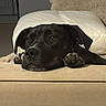 Daisy a rejoint le concours — aidez-le/la à gagner de superbes lots ! animal, black_dog, calm, comfort, couch, cozy, dog, domestic, ears, face, furniture, home, indoor, living_room, looking, paw, pet, pillow, relaxed, resting