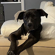 Daisy participe au concours pour gagner de l'argent avec cette photo : animal, black_dog, canine, comfort, companion, couch, dog, domestic, door, furniture, home, indoor, kitchen, living_room, lounge, mammal, pet, relaxed, resting, white_patch