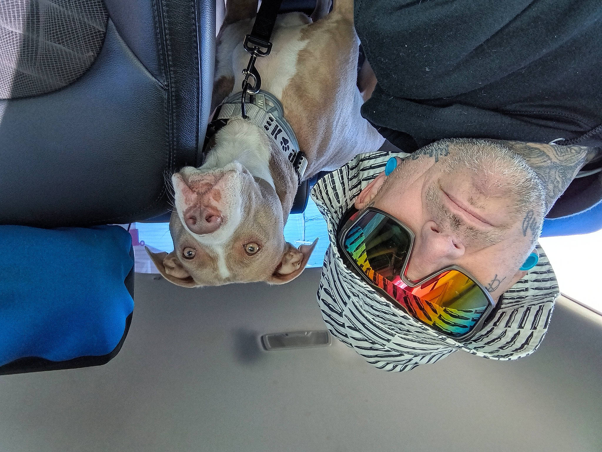 Roxy joined the competition — help win amazing prizes! bag, comfort, companion_dog, elbow, eyewear, fashion_accessory, fun, human_leg, luggage_and_bags, nail, pattern, sleeve, sunglasses, textile, visual_arts, wrist