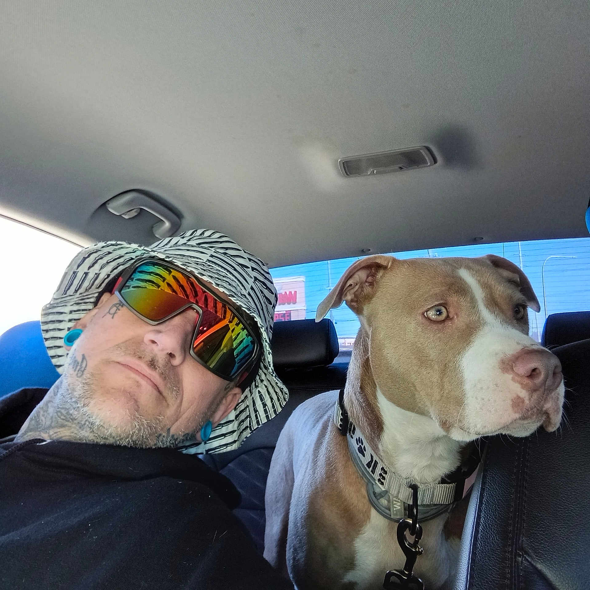 Roxy joined the competition — help win amazing prizes! canidae, carnivore, collar, comfort, companion_dog, dog, dog_breed, dog_collar, eyewear, fawn, fun, goggles, leash, personal_protective_equipment, pet_supply, selfie, sporting_group, sunglasses, whiskers, working_animal