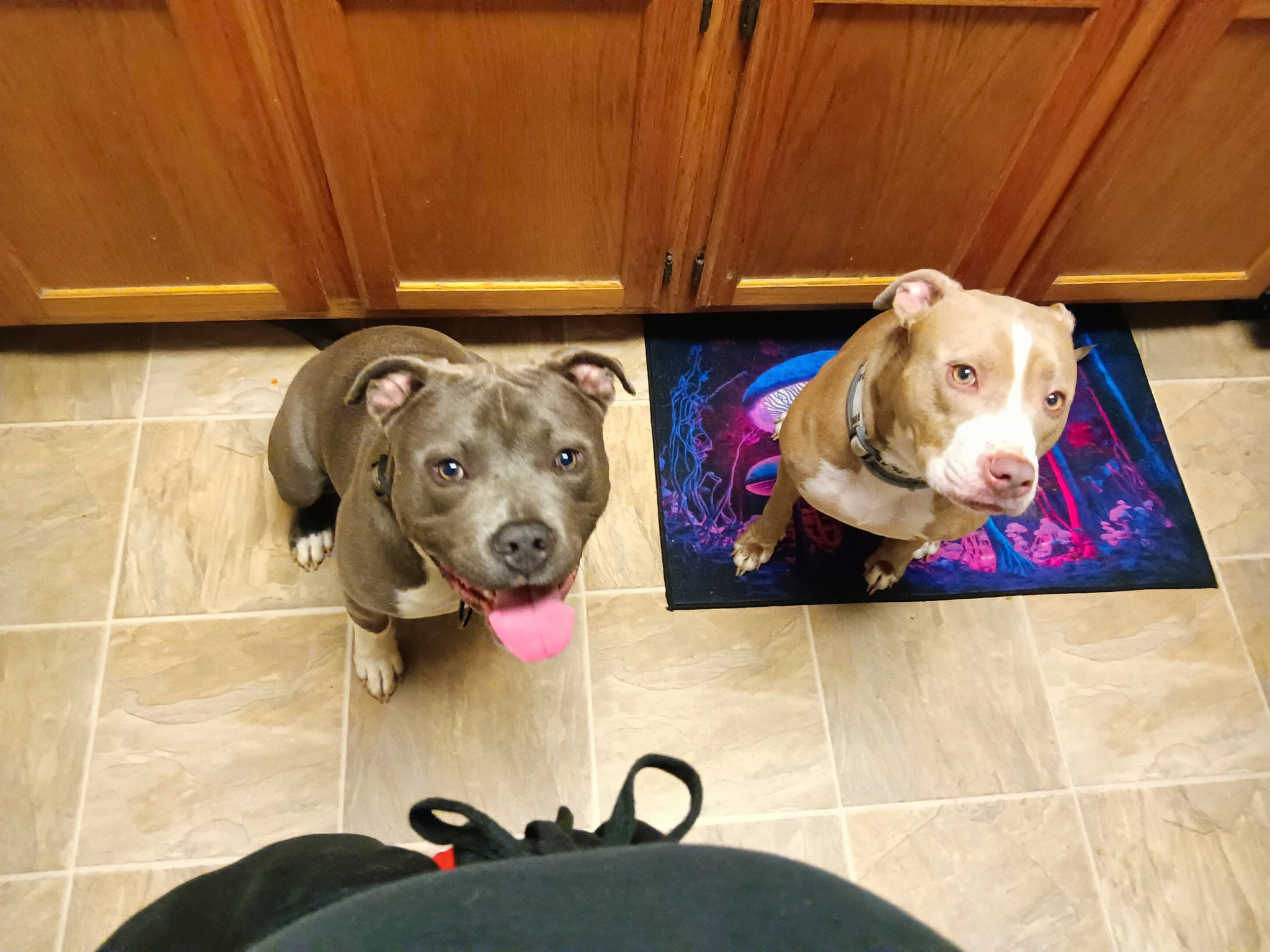 Prince joined the competition — help win amazing prizes! carnivore, collar, companion_dog, dog, dog_breed, dog_collar, dog_supply, door_mat, fawn, floor, flooring, hardwood, liver, pet_supply, snout, sporting_group, varnish, wood, wood_stain, working_animal