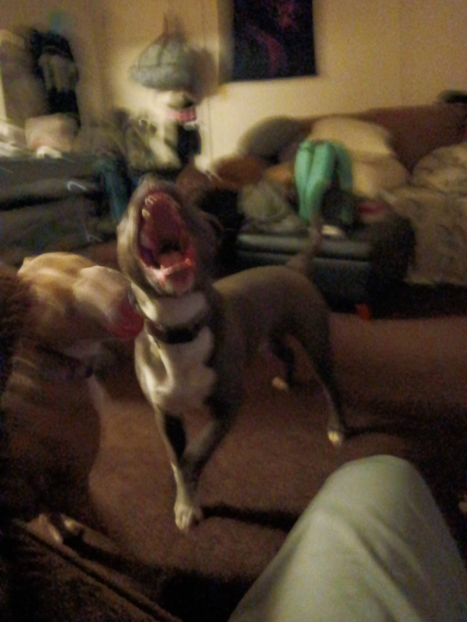 Prince joined the competition — help win amazing prizes! carnivore, chest, comfort, companion_dog, dog, dog_breed, fawn, felidae, fun, fur, guard_dog, paw, room, sighthound, small_to_medium_sized_cats, tail, toy_dog, weimaraner, whiskers, working_animal