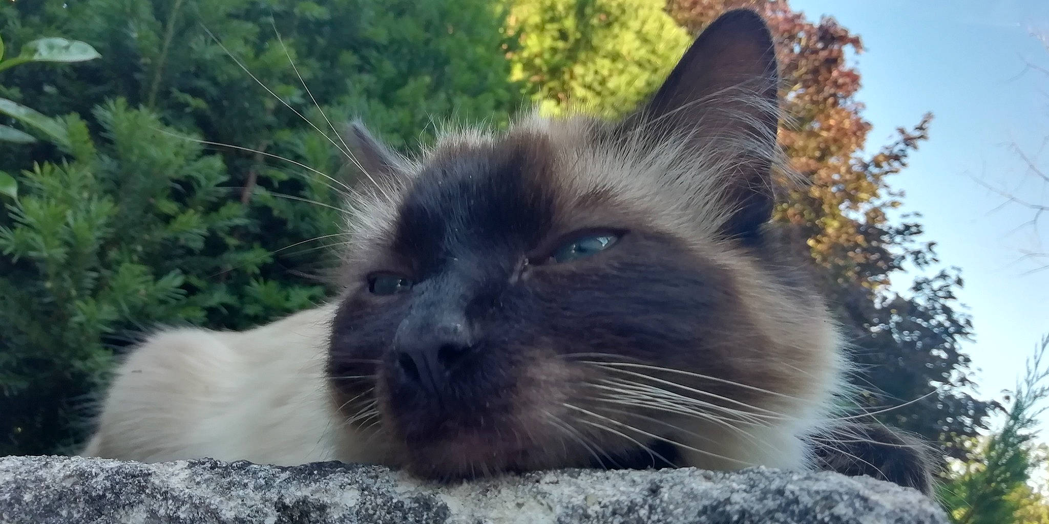 Siam participe au concours pour gagner de l'argent avec cette photo : birman, carnivore, cat, eye, fawn, felidae, fur, grass, plant, siamese, sky, small_to_medium_sized_cats, snout, terrestrial_animal, tree, whiskers, wildlife, window
