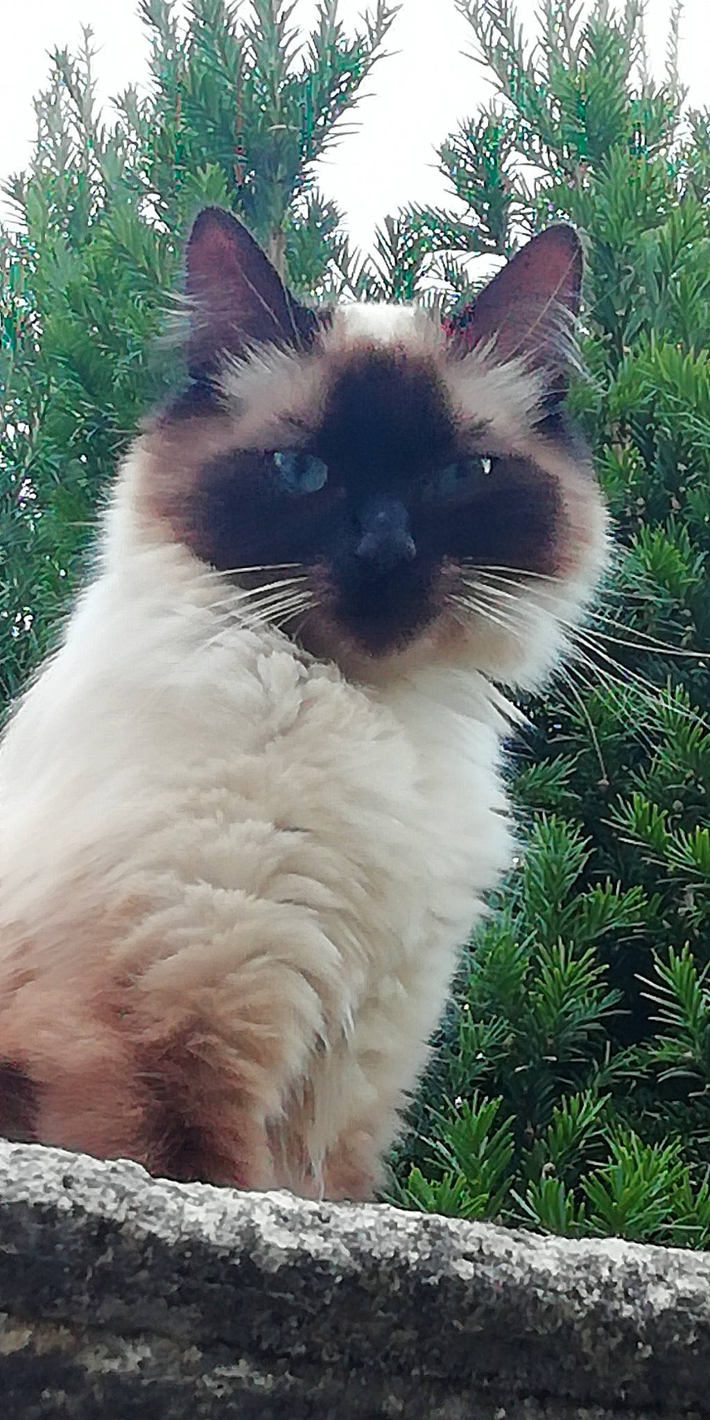 Siam a rejoint le concours — aidez-le/la à gagner de superbes lots ! balinese, birman, carnivore, cat, eye, fawn, felidae, fur, grass, groundcover, iris, plant, ragdoll, siamese, small_to_medium_sized_cats, snout, tail, terrestrial_animal, thai, whiskers