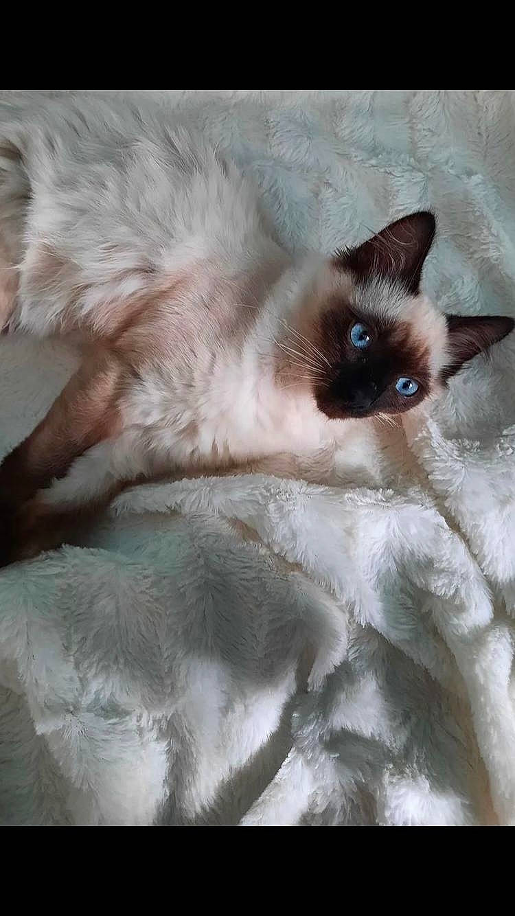 Siam a rejoint le concours — aidez-le/la à gagner de superbes lots ! balinese, birman, carnivore, cat, comfort, fawn, felidae, fur, siamese, small_to_medium_sized_cats, snout, thai, whiskers