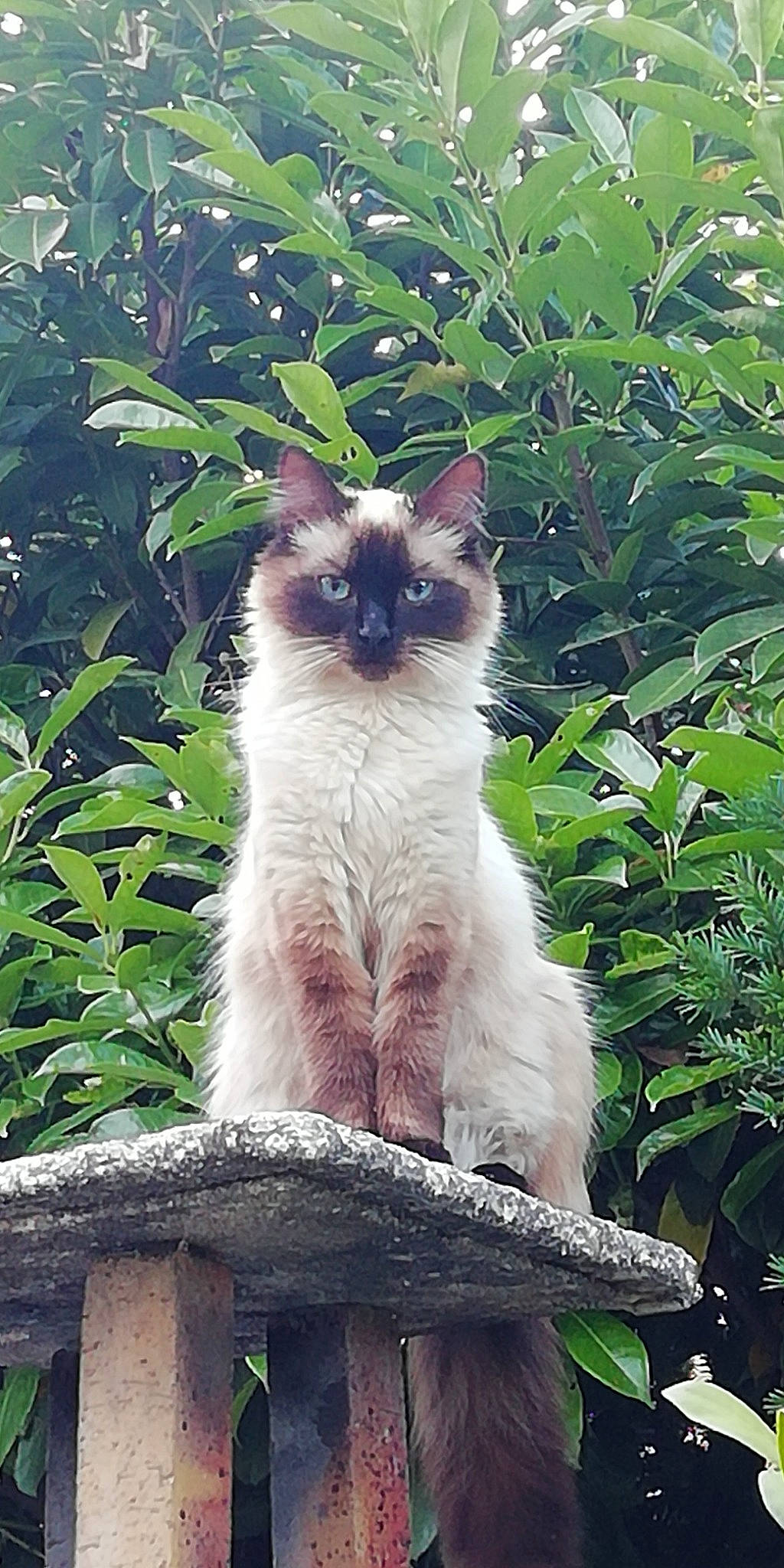 Siam participe au concours pour gagner de l'argent avec cette photo : annual_plant, balinese, birman, carnivore, cat, eye, fawn, felidae, fur, grass, iris, plant, siamese, small_to_medium_sized_cats, snout, tail, terrestrial_animal, terrestrial_plant, tree, whiskers