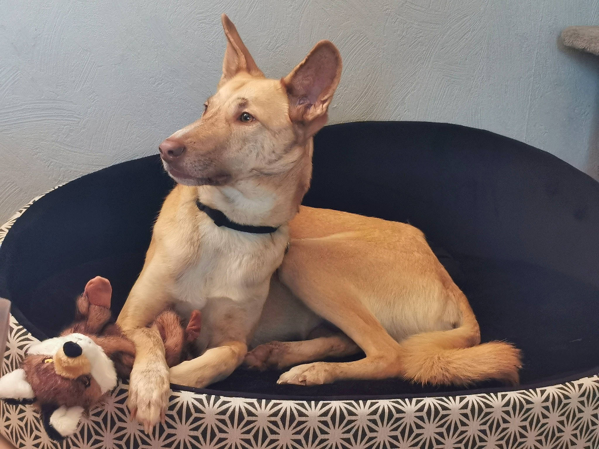 Zara a rejoint le concours — aidez-le/la à gagner de superbes lots ! ancient_dog_breeds, canidae, carnivore, comfort, companion_dog, dog, dog_bed, dog_breed, dog_supply, ear, fawn, paw, pet_supply, snout, sporting_group, tail, terrestrial_animal, toy_dog, whiskers, working_animal