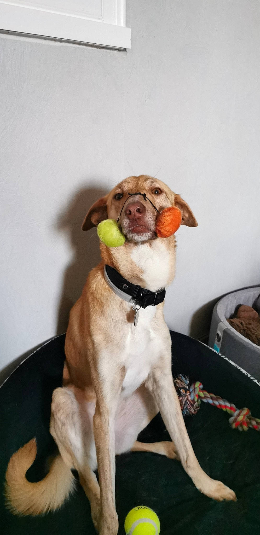 Zara participe au concours pour gagner de l'argent avec cette photo : art, basket, canidae, carnivore, collar, companion_dog, dog, dog_breed, dog_collar, dog_supply, fur, hound, leash, liver, pet_supply, sporting_group, tail, whiskers, working_animal, working_dog