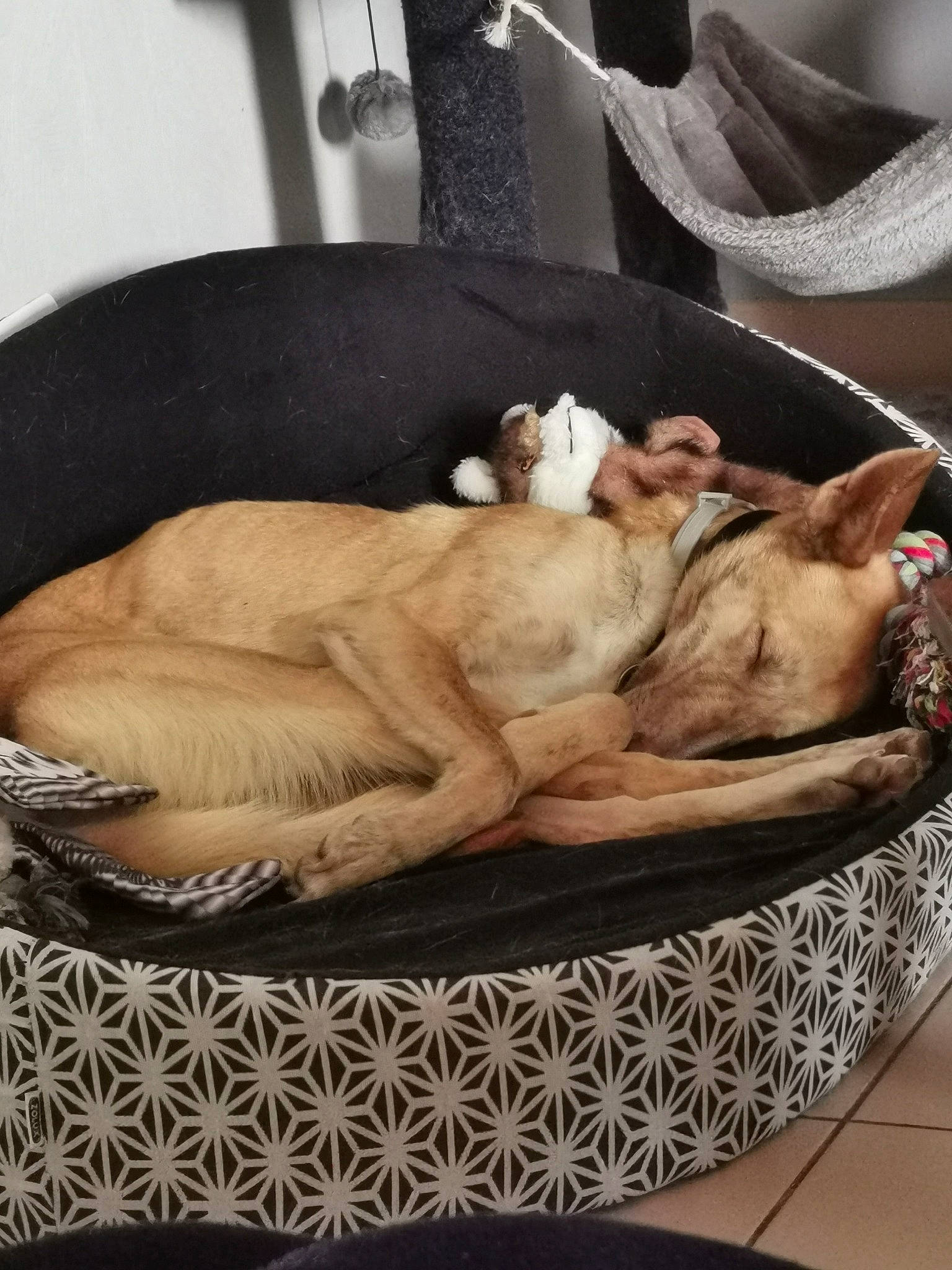 Zara a rejoint le concours — aidez-le/la à gagner de superbes lots ! canidae, carnivore, comfort, companion_dog, dog, dog_bed, dog_breed, dog_supply, fawn, felidae, fur, linens, nap, pug, puppy, recipe, sleep, small_to_medium_sized_cats, sporting_group, tail