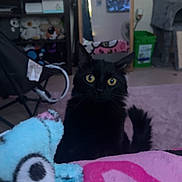 Soot is registered to the contest to win money with this photo: black_cat, cat, yellow_eyes, blanket, pink_carpet, mirror, tv_screen, baby_on_tv, indoor, living_room, furniture, soft_toys, colorful_blanket, decor, reflection, chair, fan, green_bin, curious, pet