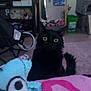 black_cat, cat, yellow_eyes, blanket, pink_carpet, mirror, tv_screen, baby_on_tv, indoor, living_room, furniture, soft_toys, colorful_blanket, decor, reflection, chair, fan, green_bin, curious, pet