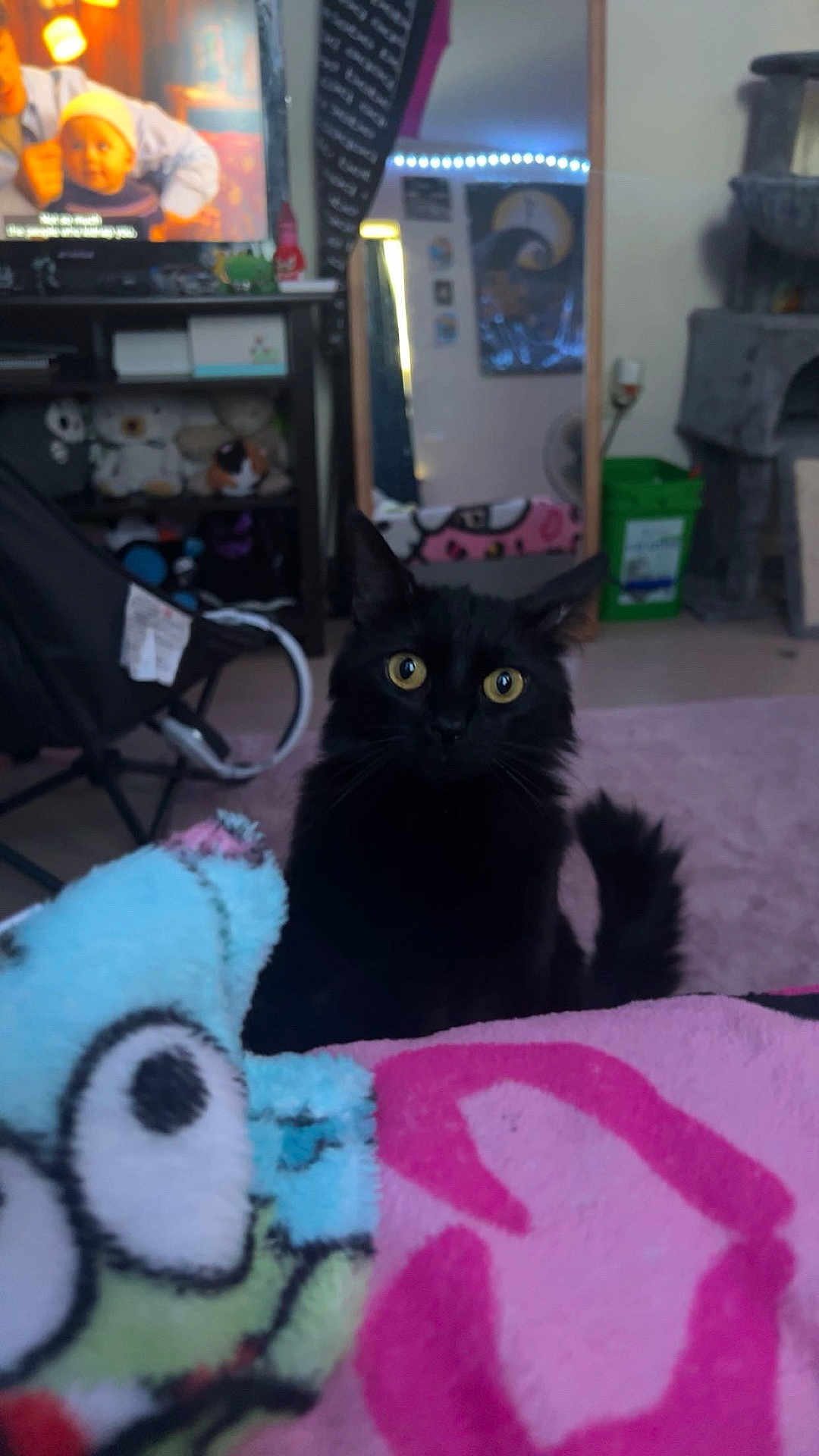 Soot is registered to the contest to win money with this photo: black_cat, cat, yellow_eyes, blanket, pink_carpet, mirror, tv_screen, baby_on_tv, indoor, living_room, furniture, soft_toys, colorful_blanket, decor, reflection, chair, fan, green_bin, curious, pet