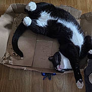 Pussnboot joined the competition — help win amazing prizes! black_and_white, cardboard_box, cat, chewed_box, cozy, domestic_cat, feline, floor, fur, indoor, paws, pet, pink_paw_pads, playful, relaxed, sleepy, stretching, toy, whiskers, wooden_floor