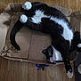 black_and_white, cardboard_box, cat, chewed_box, cozy, domestic_cat, feline, floor, fur, indoor, paws, pet, pink_paw_pads, playful, relaxed, sleepy, stretching, toy, whiskers, wooden_floor