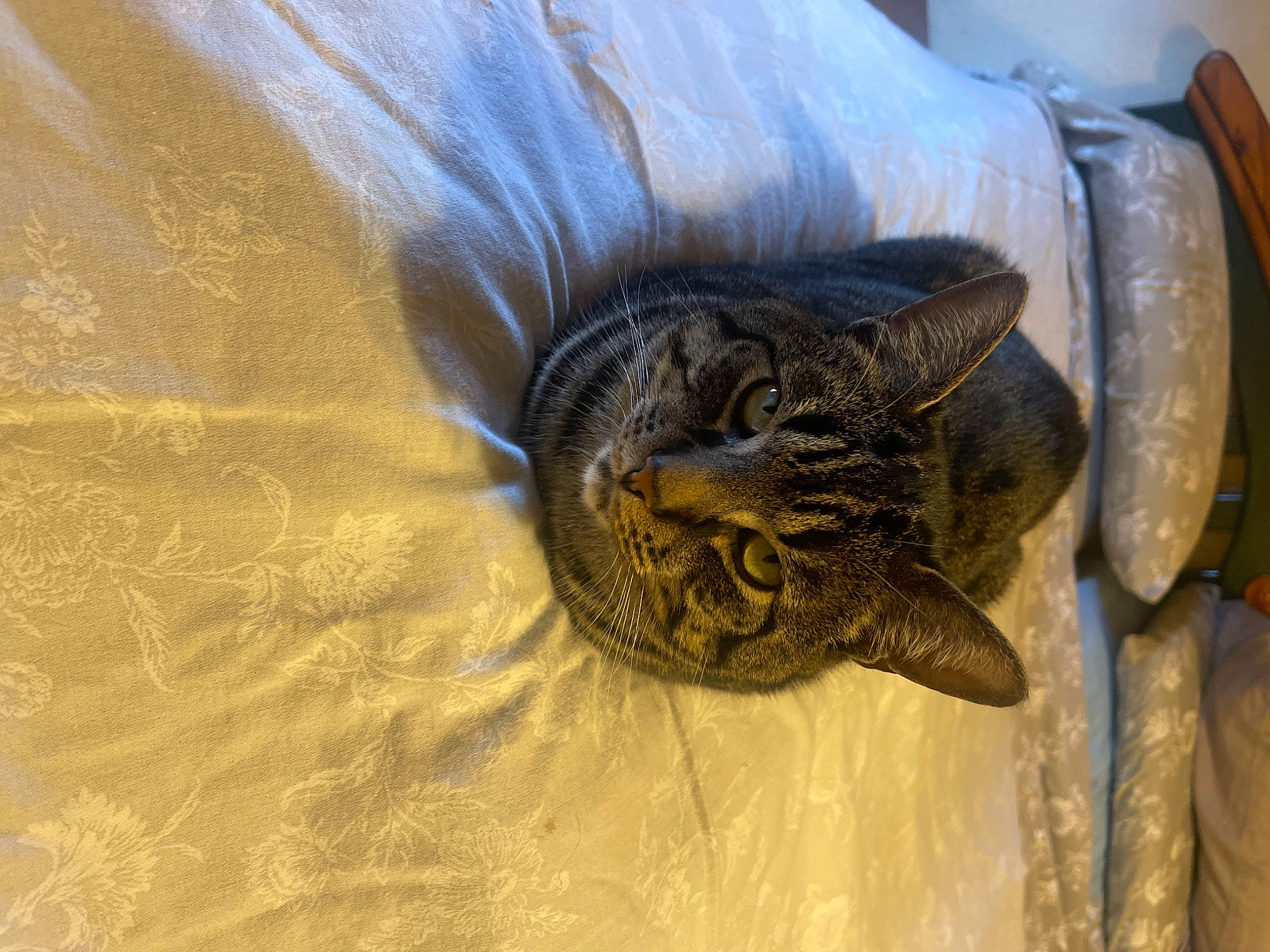 Zeus joined the competition — help win amazing prizes! bird, bird_of_prey, carnivore, cat, claw, comfort, falconiformes, feather, felidae, fur, pattern, small_to_medium_sized_cats, snout, terrestrial_animal, whiskers, wildlife