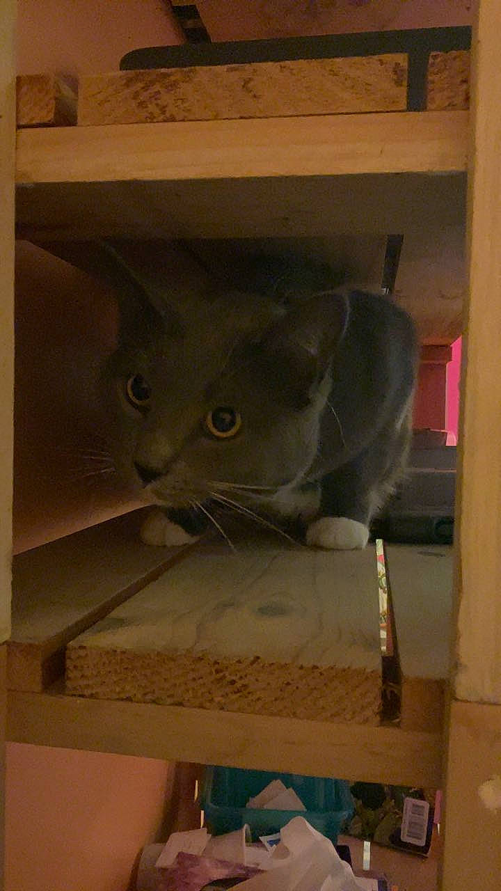 Cheshire is registered to the contest to win money with this photo: box, cardboard, carnivore, cat, domestic_short_haired_cat, felidae, flooring, hardwood, office_ruler, paper, paper_bag, paper_product, plywood, room, shelf, shelving, small_to_medium_sized_cats, whiskers, wood, wood_stain