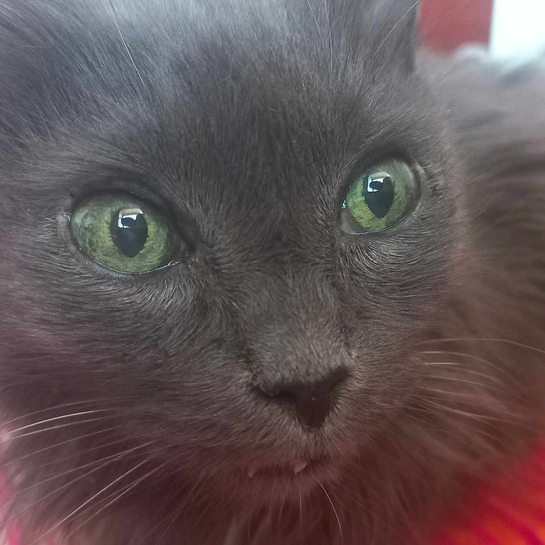 Caliméro participe au concours pour gagner de l'argent avec cette photo : abyssinian, angora, animal, blackcat, cat, kitten, manx, pet