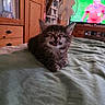 Paco a rejoint le concours — aidez-le/la à gagner de superbes lots ! cat, kitten, fluffy, long_hair, pet, animal, bed, bedroom, blanket, furniture, television, soccer, indoors, home, sitting, meowing, open_mouth, whiskers, ears, cozy