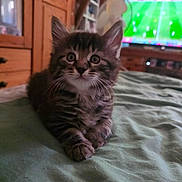 Paco participe au concours pour gagner de l'argent avec cette photo : cat, kitten, fluffy, tabby, pet, animal, sitting, front_view, wide_eyes, whiskers, pointed_ears, crossed_paws, bed, blanket, bedroom, indoors, television, football, wooden_cabinet, portrait